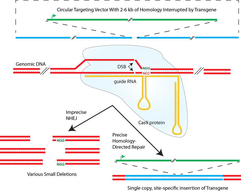 CRISPRInsertion