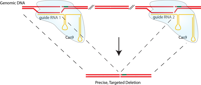 CRISPRdeletion